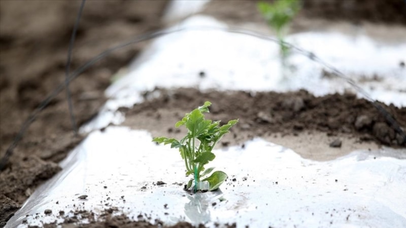 Meteorolojiden Doğu Akdeniz'e 'zira don' uyarısı