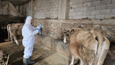 Bitlis'te şap alarmı: Bölge karantinaya alındı