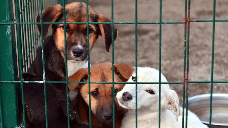 Hayvan barınaklarına yapılan fazla harcamaların yüzde 40'ı Hazine'den
