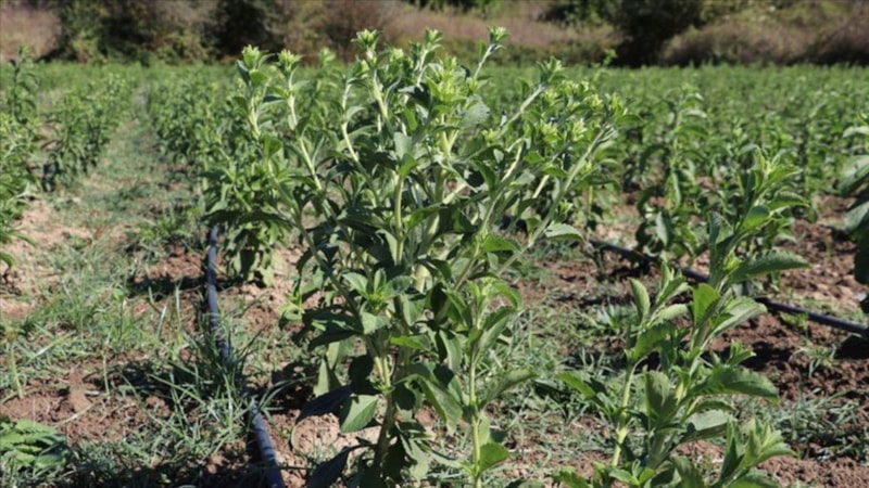 Şekeri yok, tadı var! Bu bitki sadece 2 kalori...