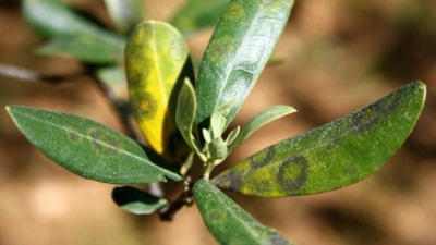 Aydın'da zeytinde halkalı leke hastalığı ile mücadele çağrısı yapıldı