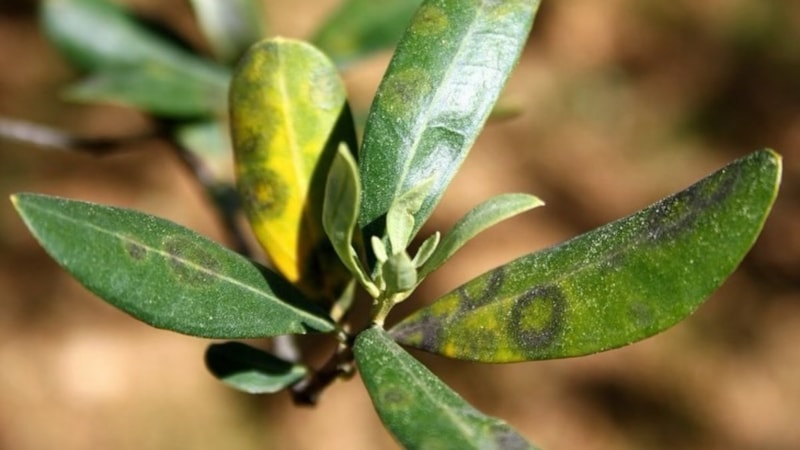Aydın'da zeytinde halkalı leke hastalığı ile mücadele çağrısı yapıldı