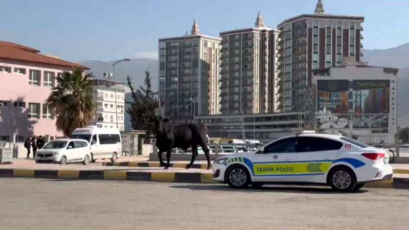 Hatay'da firari angus 3 kişiyi yaraladı