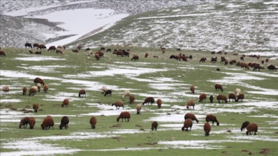 Küçükbaş hayvancılıkta hayat sigortası kullanımı arttı