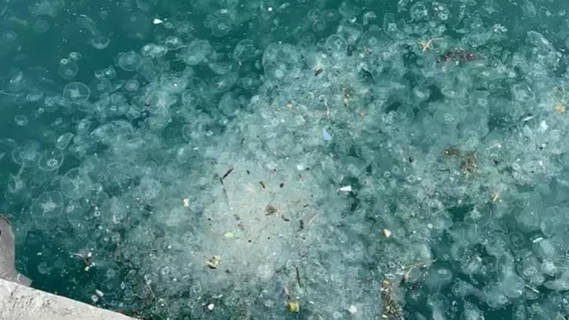 İstanbul boğazını istila ettiler: On binlercesi sahil kıyılarını kapladı