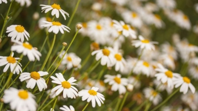 İkinci cemre düştü mü? İkinci cemre ne zaman düşecek?