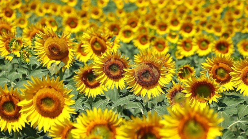 Trakya Birlik: Ayçiçek yağı sıkıntısı ve zam yok