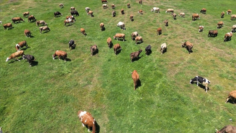 'Kırsalda Bereket Hayvancılığa Destek Projesi' son başvuru tarihi yaklaştı