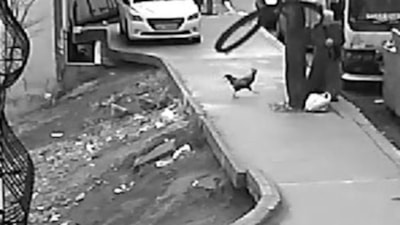 İstanbul'da horoz kadına saldırdı: Ayağa kalkınca karşılık verdi