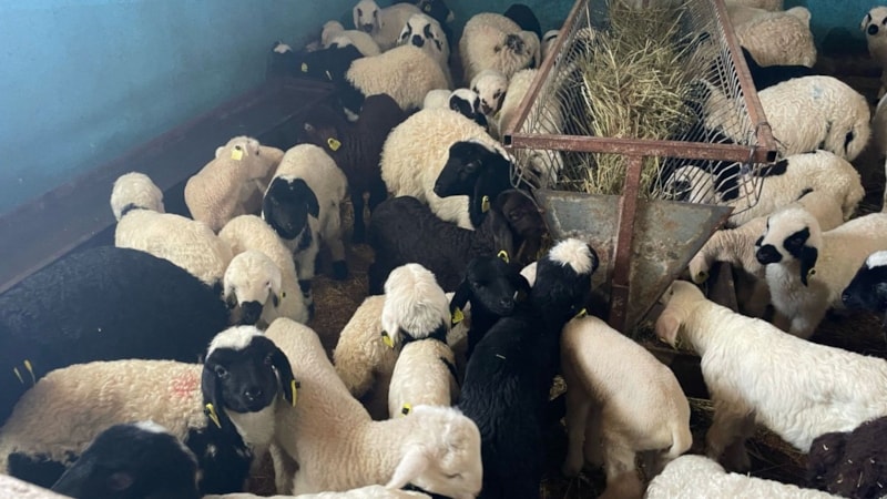 Erzincan’da 60 bin kuzu küpelenecek