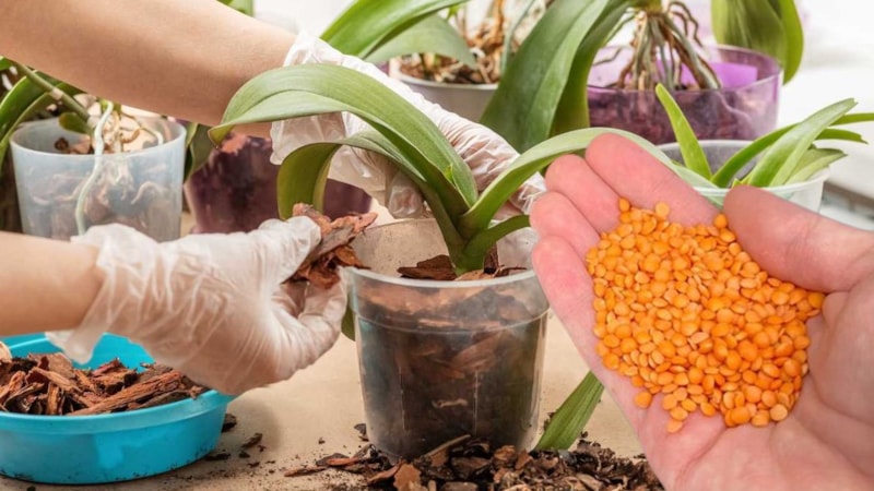 Mercimek suyunu lavaboya değil saksıya dökün, dallar nasıl çiçekle doluyor görün