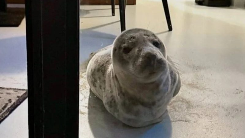 Dünya kamuoyunda şubat ayında geniş yer edinen ilginç olaylar