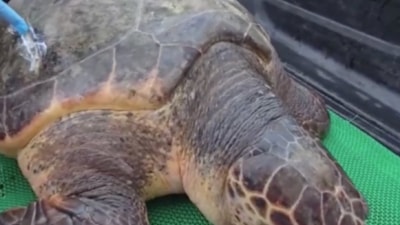 Çanakkale'de yat limanına giren 150 kiloluk caretta caretta kurtarıldı
