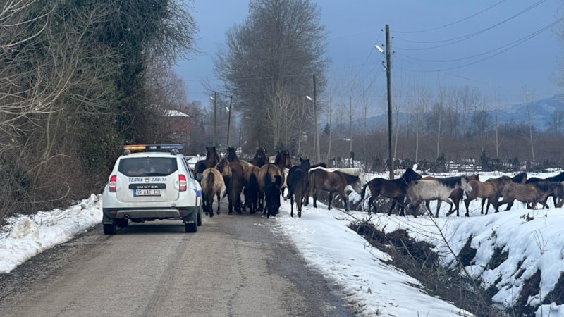 Samsun’da başıboş atlar ekipleri harekete geçirdi