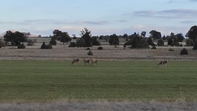 Burdur'da Salda Gölü çevresine bırakılan kızıl geyikler görüntülendi