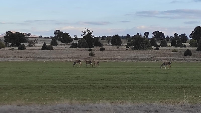 Burdur'da Salda Gölü çevresine bırakılan kızıl geyikler görüntülendi
