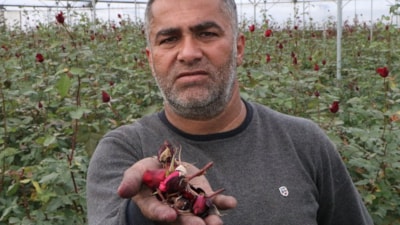 Adana'da Kadınlar Günü'ne hazırlanan kırmızı gülleri soğuk vurdu