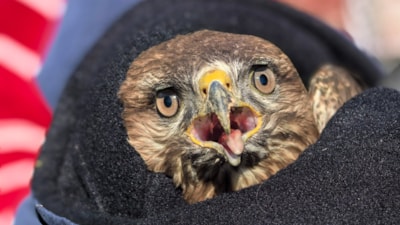 Bursa'da mevsimlik işçilerin bulduğu yaralı şahin tedaviye alındı