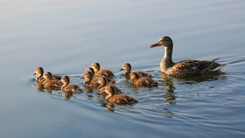 Yaban hayvanlarını avlanma dönemi sona erdi