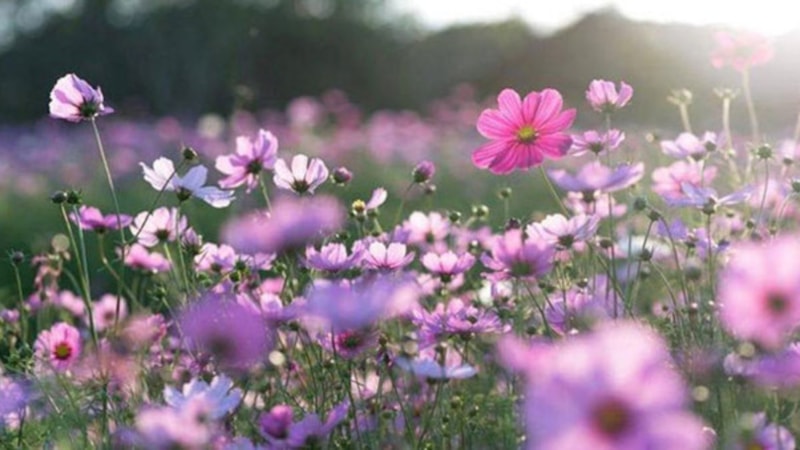 Üçüncü cemre düştü mü? Üçüncü cemre ne zaman düşecek?