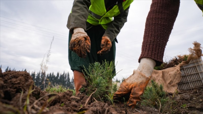 Türkiye'de ormanlık alanlar genişliyor