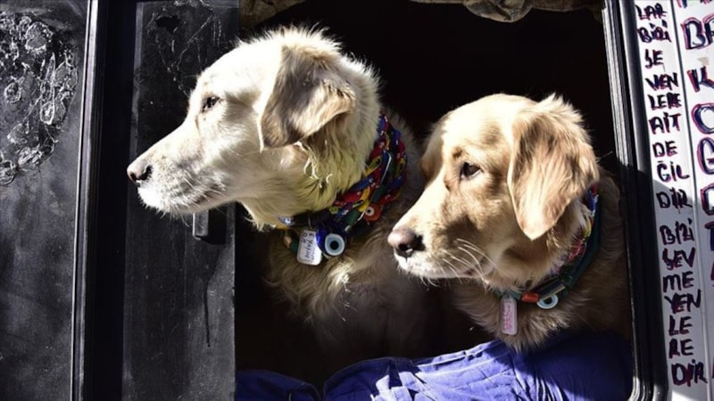 Ankara Valiliği açıkladı: Hayvan sahiplenmek isteyenlere sınırlama getirildi