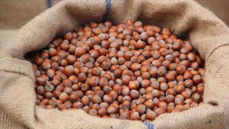 Fındık ihracatının 6 aylık geliri 1,5 milyar doları aştı