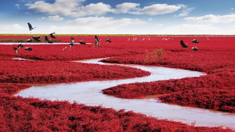 Dünyada eşi benzeri yok! Bu plaj kızıl kumlarıyla görenleri büyülüyor