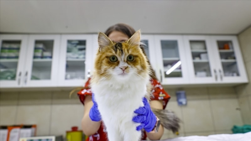 Evcil hayvanlar için mikroçip zorunluluğu yıl sonuna kadar uzatıldı