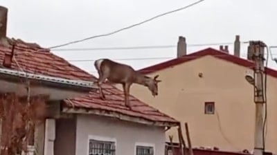 Afyonkarahisar'da köpeklerden korkup çatıya çıkan geyik düşüp öldü