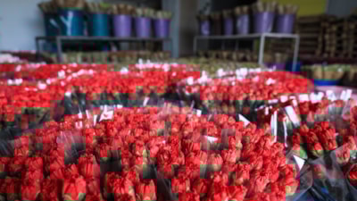 Avrupalı kadınların çiçeği Antalya'dan