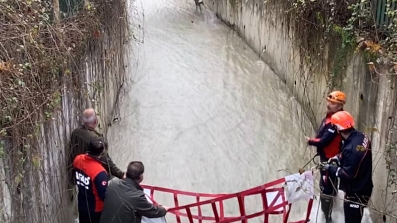Bartın'da su kanalında mahsur kalan karaca kurtarıldı