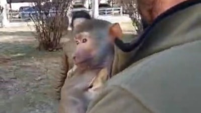 Elazığ'da yolda yürürken maymun buldu