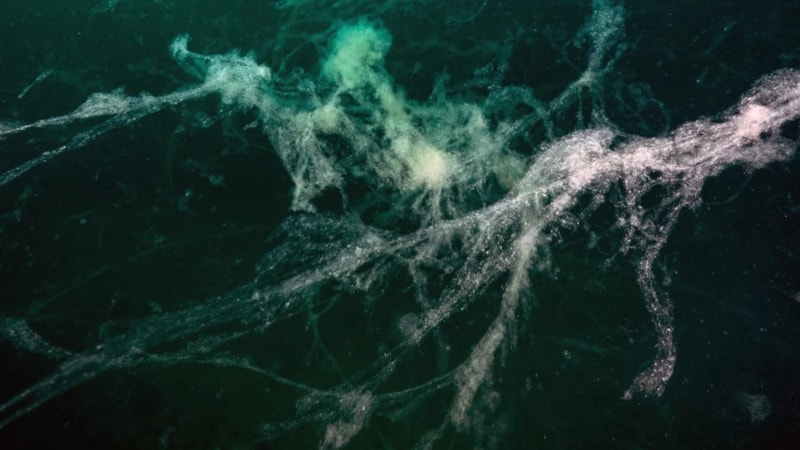 Marmara'da görülen müsilaj yüzeye yaklaşıyor