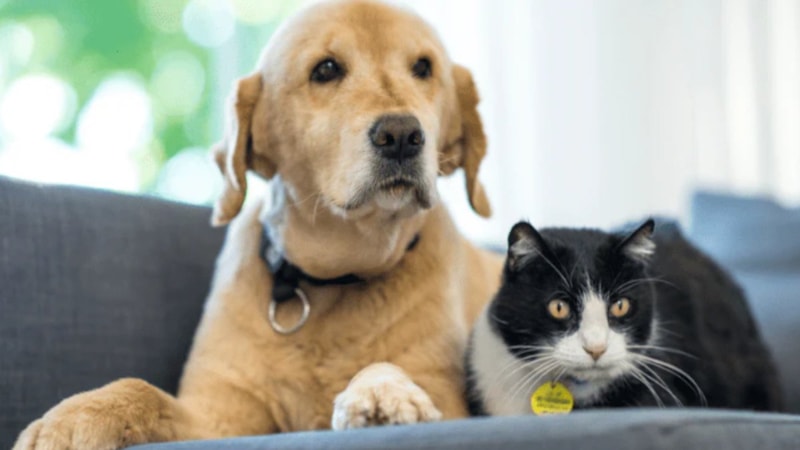 Avrupa ülkelerinin hayvan sevgisi raporu açıklandı! Türkiye bakın kaçıncı sırada!