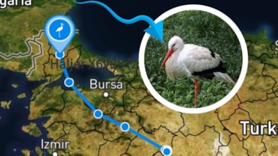 Herkes öldü sanıyordu; Yaşıyor! Türkiye'den geçecek...