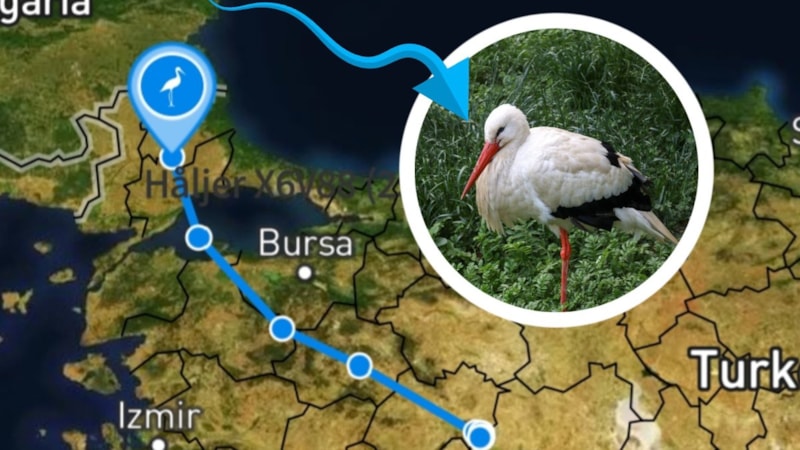 Herkes öldü sanıyordu; Yaşıyor! Türkiye'den geçecek...