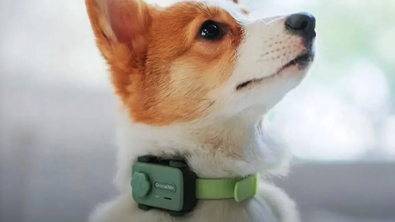 Evcil hayvan sahipleri yaşadı! Evcil hayvanlar için telefon yapıldı