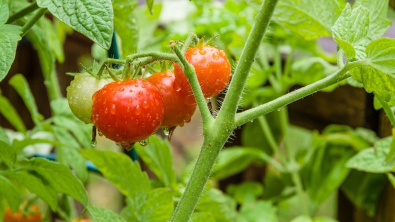 İlkbaharda bahçeye neler ekilir, neler dikilir?