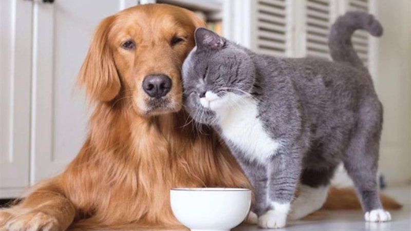 Evcil hayvan sahipleri dikkat! Son tarih 31 Aralık 2025...