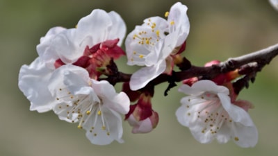 Mersin'de sıcaklık arttı: Kayısı bahçeleri beyaz gelinliğini erken giydi
