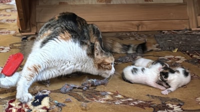 Mersin'de kedi vaaz kürsüsünün altına yavruladı