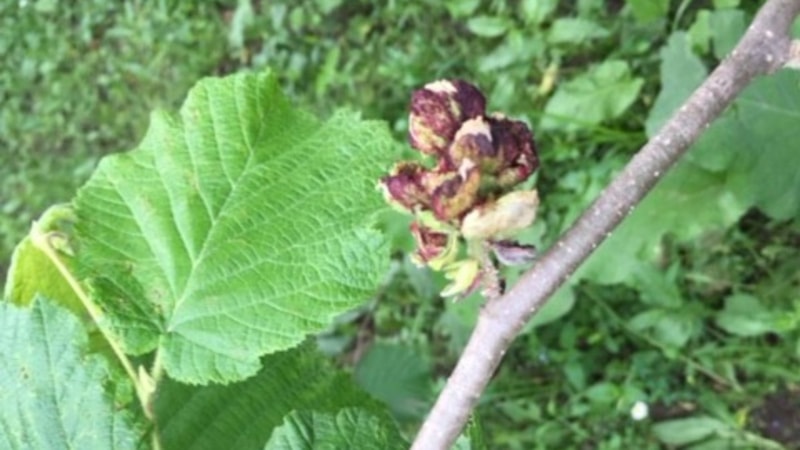 Uzmanlar uyarıyor: Fındık kozalaklarını elle toplayıp atmanın tam zamanı