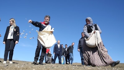 İbrahim Yumaklı, Kastamonu'da tarlada Taşköprü sarımsağı dikti
