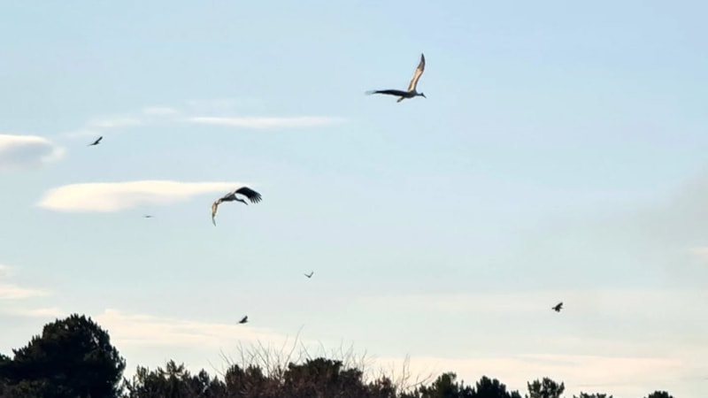 Konya'ya baharı müjdeleyerek gelmeye başladılar