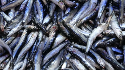 Trabzon'da hamsi bitti: Tekneler erken paydos etti