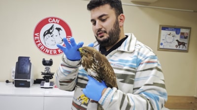 Artvin'de yaralı puhu kuşu tedavi altına alındı