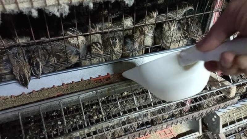 Yurt dışından sipariş verdi, köyünde yetiştirdi! Şimdi servet kazanıyor; tanesi 4 bin lira