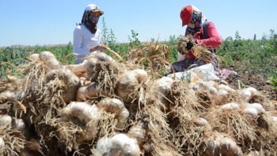 Aksaray sarımsağına İspanya'dan yatırım