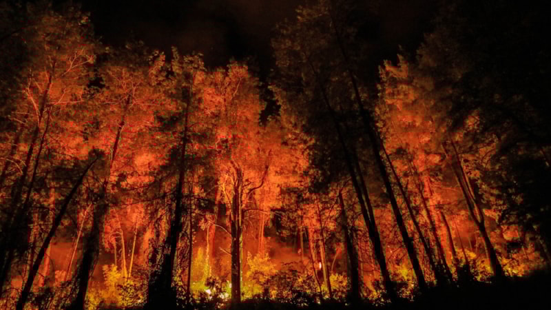 2024'te 1956 orman yangınının çıkış nedeni: İhmal, dikkatsizlik, kasıt ve kaza